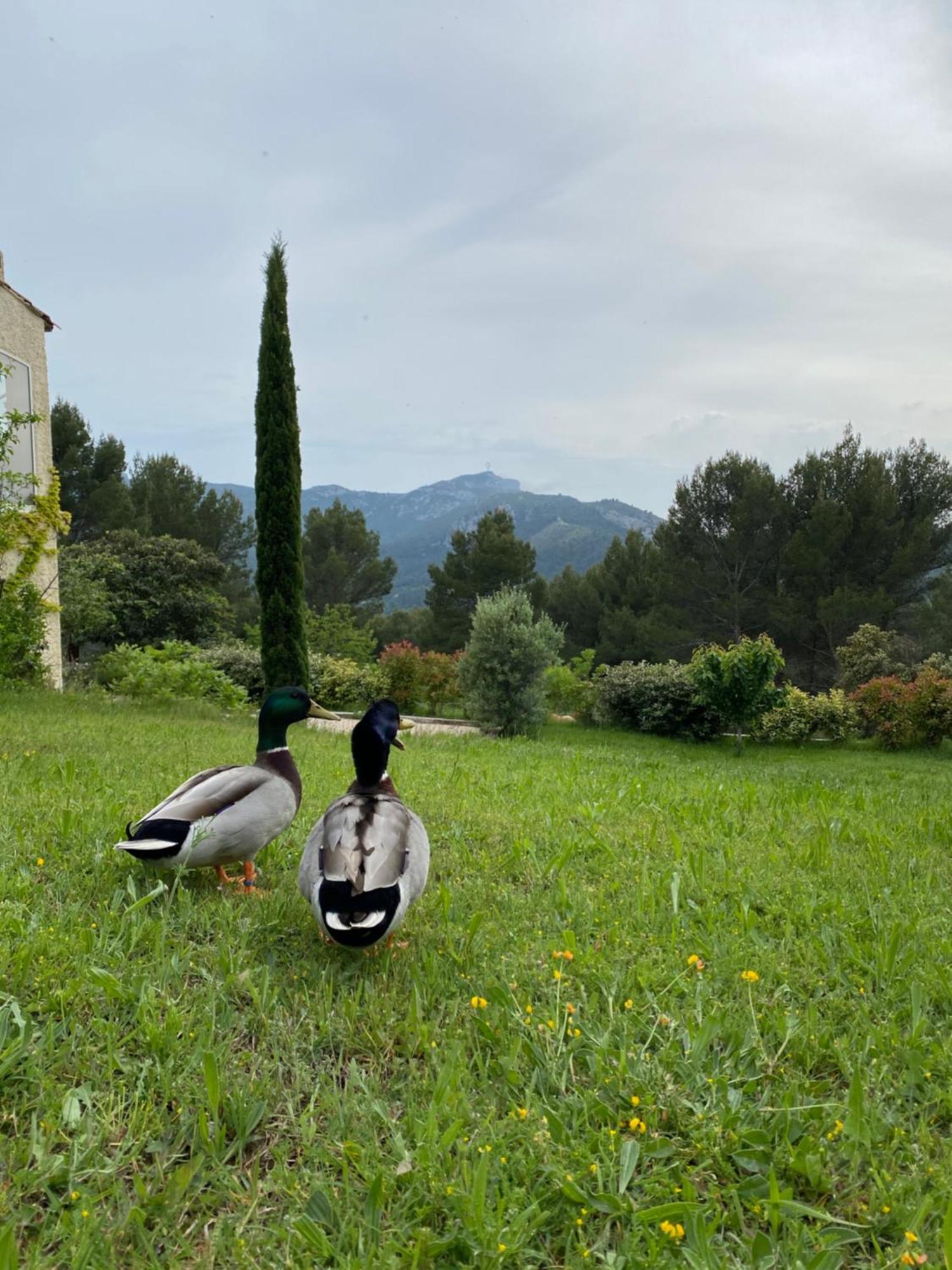 La Maison Perchee Auriol ภายนอก รูปภาพ